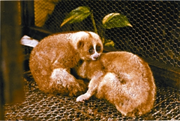 চিত্র:SlowLoris.jpg