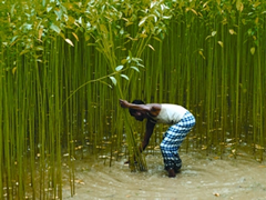 চিত্র:JuteCutting.jpg