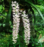 চিত্র:OrnamentalPlants6.jpg