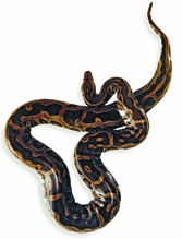 চিত্র:Python.jpg