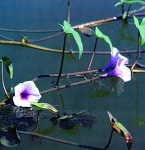 চিত্র:Aquaticplant01.jpg