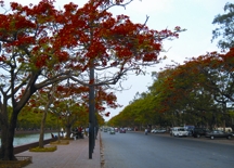 চিত্র:Krishnachura.jpg
