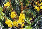 চিত্র:GardenFlowerRusyShield.jpg