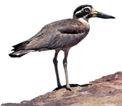 চিত্র:Plover.jpg