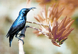 চিত্র:Sunbird.jpg
