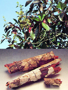 চিত্র:Cinchona.jpg