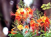চিত্র:GardenFlowerRadhachura.jpg