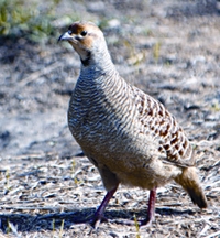 চিত্র:BirdGreyFrancolin.jpg
