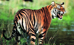 চিত্র:BengalTiger.jpg