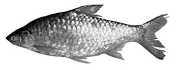চিত্র:ExoticFishRajPunti.jpg