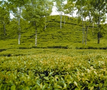 চিত্র:TeaPlantion.jpg