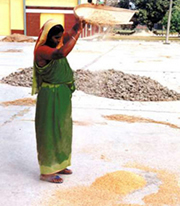 চিত্র:RiceSorting1.jpg