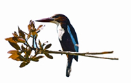 চিত্র:WhitebreastedKingfisher.jpg
