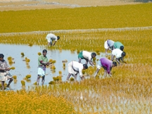 চিত্র:AgrcultureRicePlant.jpg