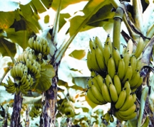 চিত্র:Banana.jpg