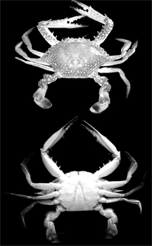 চিত্র:Crab.jpg