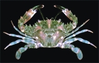 চিত্র:Crab7.jpg