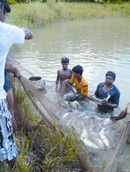 চিত্র:FisheriesInland2.jpg