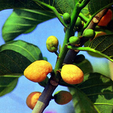 চিত্র:AngiospermMonkeyJack.jpg