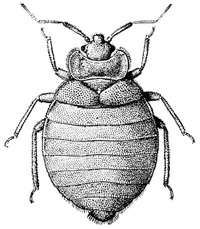 চিত্র:Bedbug.jpg