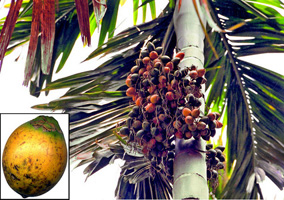চিত্র:BetelNut.jpg