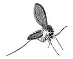 চিত্র:Kala-azar.jpg