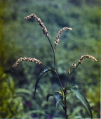 চিত্র:MdicinalHerb(Biskatali).jpg