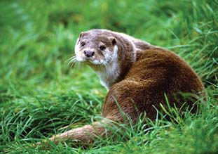 চিত্র:Otter.jpg