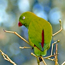 চিত্র:ParakeetVernal HangingParrot.jpg
