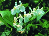 চিত্র:WildFlower02Patibate.jpg