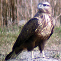 চিত্র:FalconShaheen.jpg