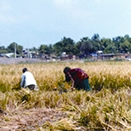 চিত্র:PaddyHervesting.jpg