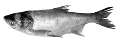 চিত্র:ExoticFishSilverCarp.jpg
