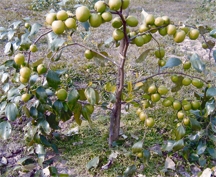 চিত্র:Jujube1.jpg