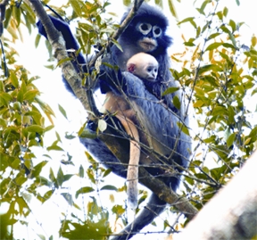 চিত্র:Trachypithecus phayrei.jpg