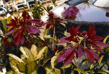 চিত্র:Shrub.jpg