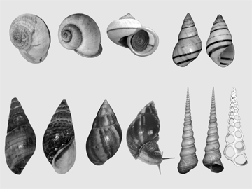 চিত্র:Snail.jpg