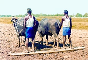 চিত্র:Harrowing.jpg