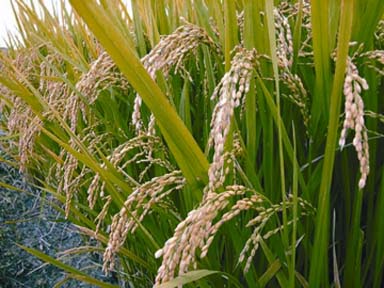 চিত্র:Rice.jpg