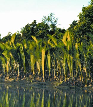 চিত্র:SundarbansNipaPalm.jpg