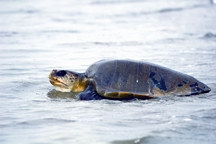 চিত্র:TurtleTortoise5.jpg