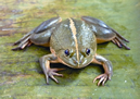 চিত্র:FrogToadEuphlyctisHexadactylus.jpg