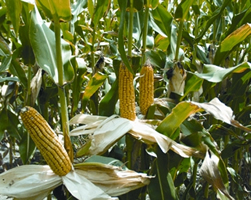 চিত্র:Maize.jpg