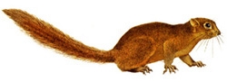 চিত্র:MammalSquirrel.jpg