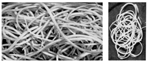 চিত্র:NematodeHuman.jpg