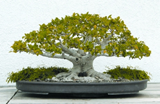 চিত্র:Bonsai1.jpg