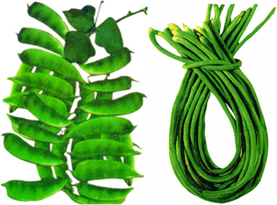 চিত্র:Bean.jpg