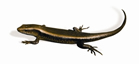 চিত্র:LizardCommonSkink.jpg
