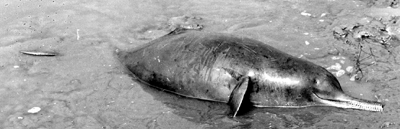 চিত্র:Porpoise.jpg