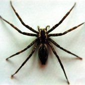 চিত্র:Spider04.jpg